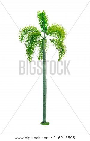 Manila palm Christmas palm tree ( Veitchia merrillii ) isolated on white background. used for advertising decorative architecture. Summer and beach concept.