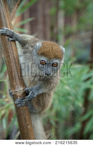 photo of a wide eyed Sambirano Bambo Lemur