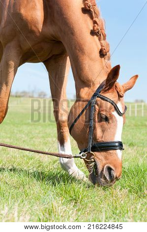 Red horse with braided mane grazing in green summertime field. Vibrant colored outdoors vertical image.