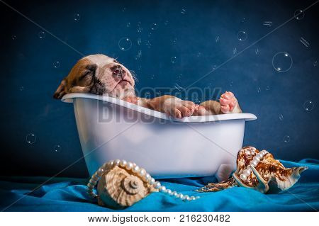 puppy asleep in the bathroom with bubbles on a blue background