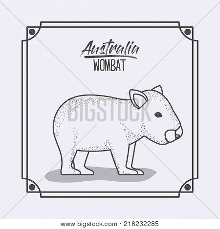 australia wombat in frame and monochrome silhouette vector illustration