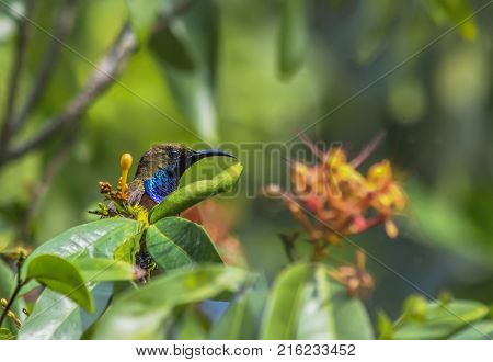 Olive-backed sunbird Yellow-bellied sunbird on a tree
