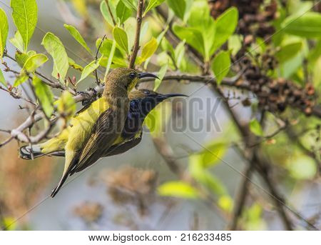 Olive-backed sunbird Yellow-bellied sunbird on a tree
