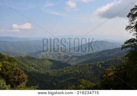 Bretschneidera Sinensis Flowers In Doi Phu Kha National Park At Nan, Thailand