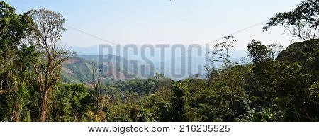 Bretschneidera Sinensis Flowers In Doi Phu Kha National Park At Nan, Thailand