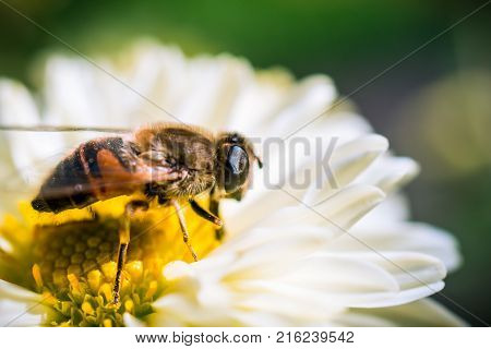 Honey Bee resting on a white Chrysanthemum