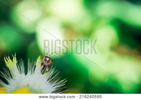 Small bug with a big heart on the back