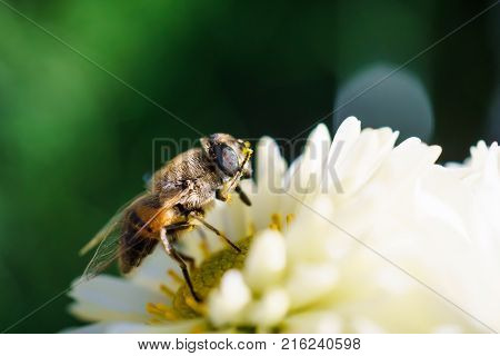 Honey Bee rubbing its face on a Chrysanthemum