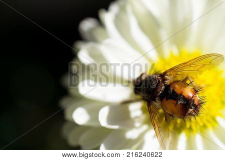 Low section of a fly on a Chrysanthemum