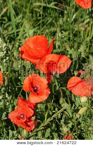 Majs Rose (Papaver rhoeas)