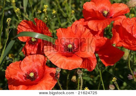 Majs Rose (Papaver rhoeas)