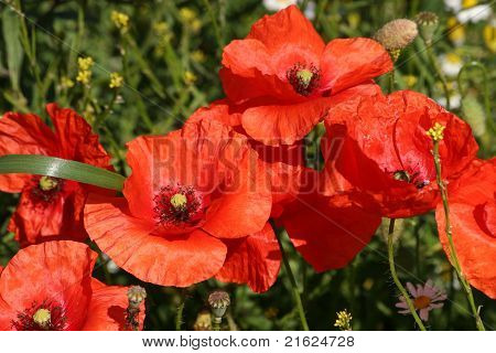 Majs Rose (Papaver rhoeas)