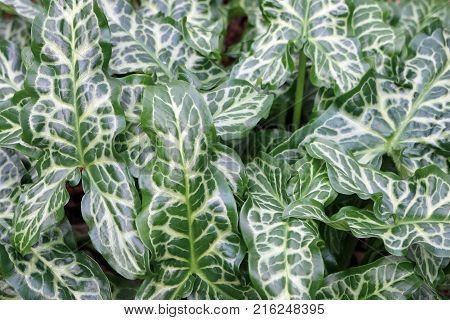 Italian Arum Leaves