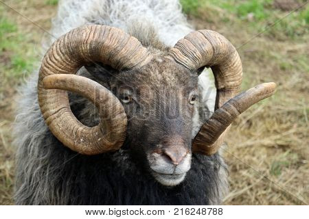Rare Breed Sheep