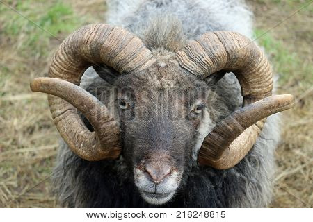 Rare Breed Sheep