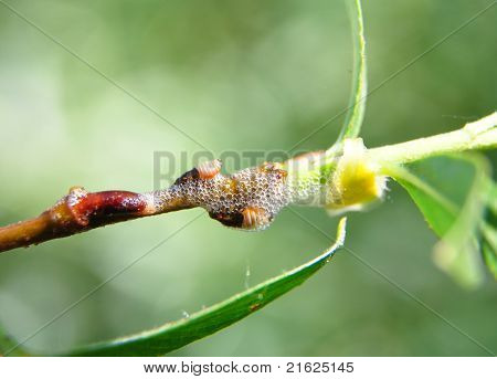 Spittlebug nymfy na Willow