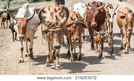 Omo valley Ethiopia - September 2017: Cows and cattle in the Omo Valley of Ethiopia
