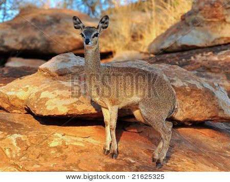 lipspringer di Mapungubwe NP in Sud Africa