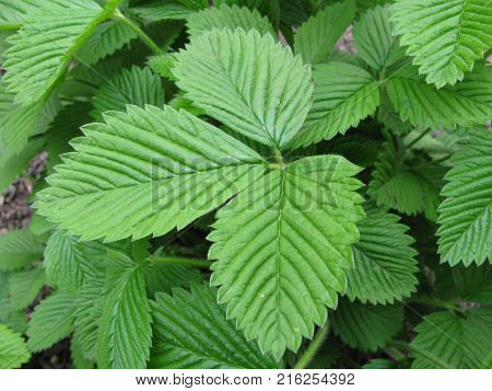Fragaria moschata plant leaves in a garden