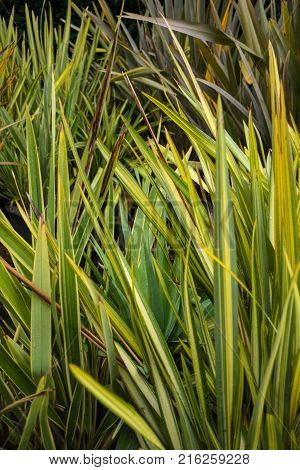 leaves of new zealand flax phormium agavaceae tanax