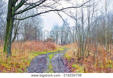 Road in park at autumn at cloud day, Russia.