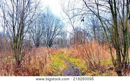 Road in park at autumn at cloud day, Russia.