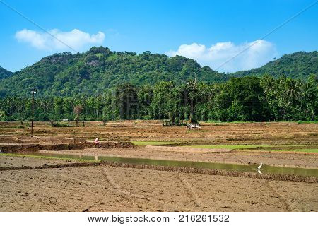 Close-up photograph of paddy fields with crops of rice in Sri Lanka