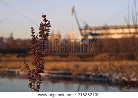 Dry inflorescence of winter weed (Rumex confertus asiatic dock) on the background of a blurred industrial landscape - a covered ship repair dock on the bank of the canal