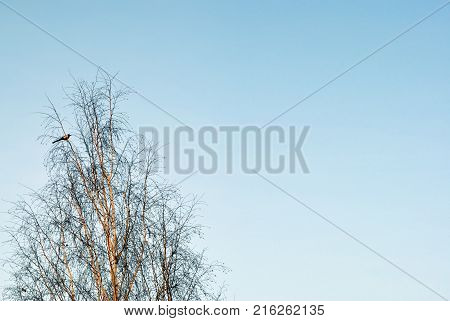 minimalistic background: blue sky with the top of the winter birch on which sits magpie