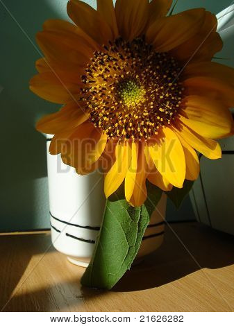 auringonkukka