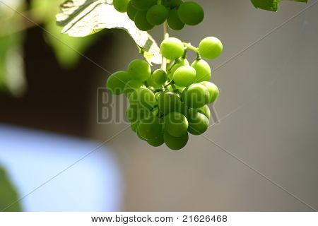설익은 포도
