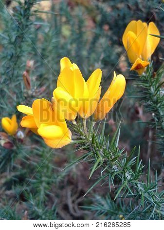 Strong, Yellow Gorse Flower and Green Thorns
