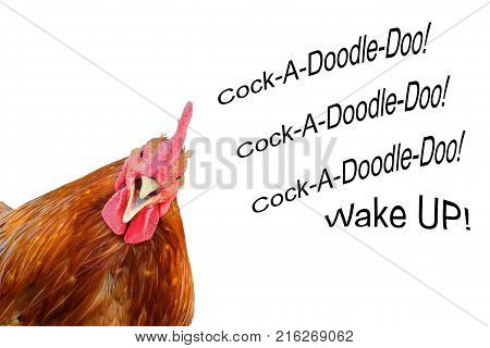 Cock peeping out of the corner and shouting cock-a-doodle-doo! Rooster head isolated on a white background with copy space.