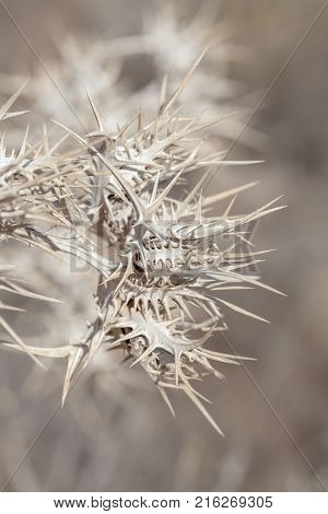 Flora Of Gran Canaria