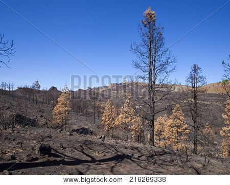 Flora Of Gran Canaria
