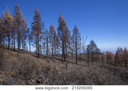 Flora Of Gran Canaria