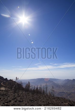 Flora Of Gran Canaria