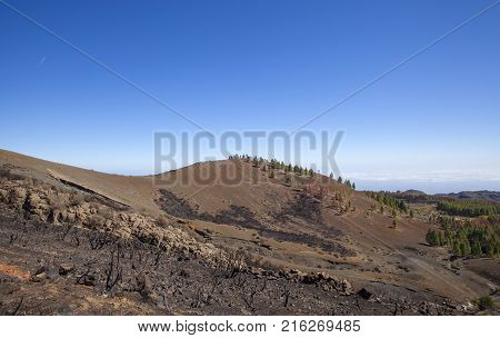 Flora Of Gran Canaria