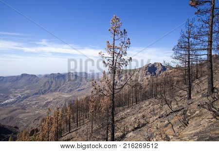 Flora Of Gran Canaria