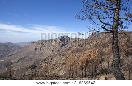 Flora Of Gran Canaria