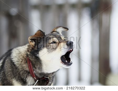 funny dog barks menacingly sitting on a chain in the yard in winter