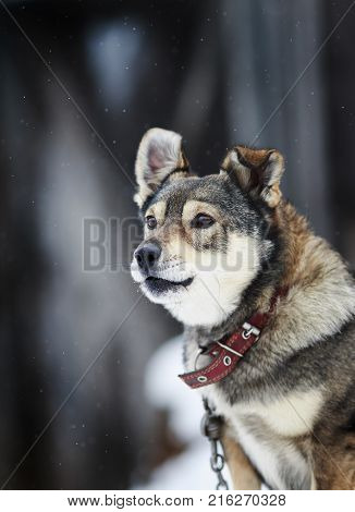 portrait of a cute funny dog sitting in the yard barking and guarding the house during the snow in the winter
