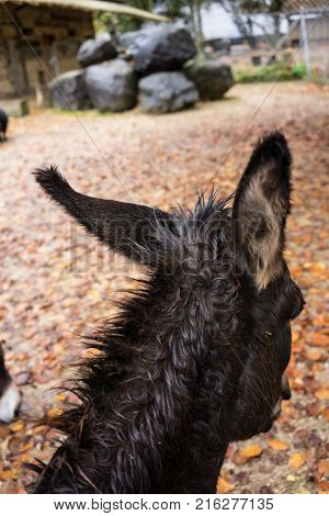 back of the head ear view of black donkey ears at fall season