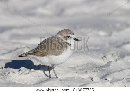A Snowy Plover, Charadrius nivosus on the white sand of Siesta Key, Florida