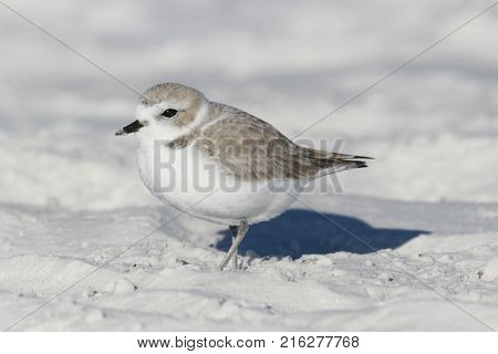 A Snowy Plover, Charadrius nivosus on the white sand of Siesta Key, Florida