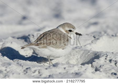 A Snowy Plover, Charadrius nivosus on the white sand of Siesta Key, Florida