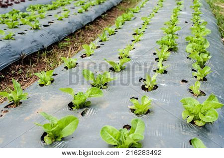 Hydroponic Organic Fresh Vegetable Plots Cultivation Farm