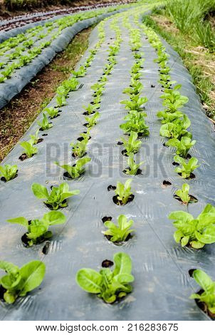 Hydroponic Organic Vegetable Plots Cultivation Farm