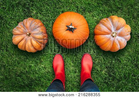 Three orange pumpkins harvested by a woman worker are lying on green grass flat lay. We look from the woman s view point. Woman wears red rubber boots