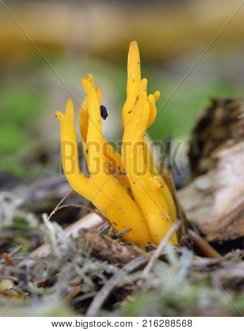 Yellow Stagshorn Fungus
